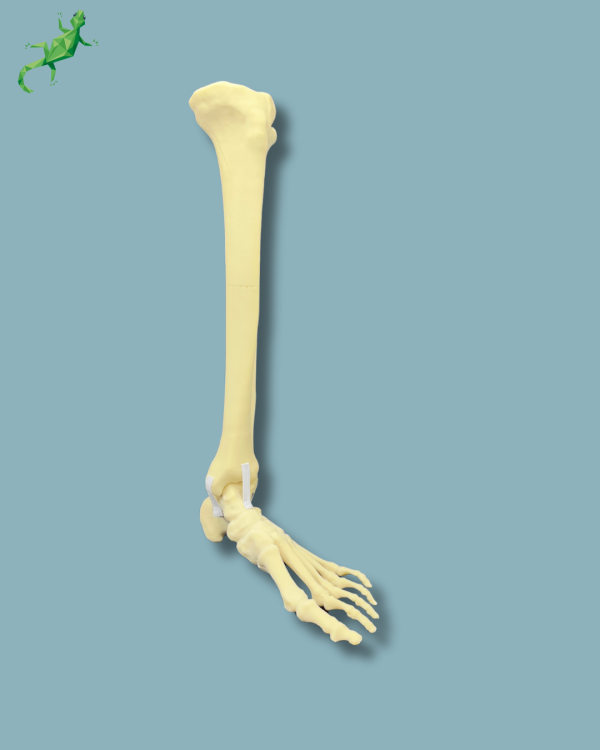 Foot and tibia + fibula, Medium, left, Addi-CAN - Ref 02-24-02 - Image 7