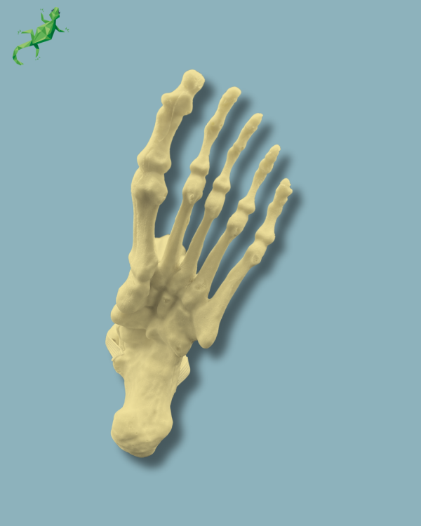 Foot and tibia + fibula, Medium, left, Addi-CAN - Ref 02-24-02 - Image 6