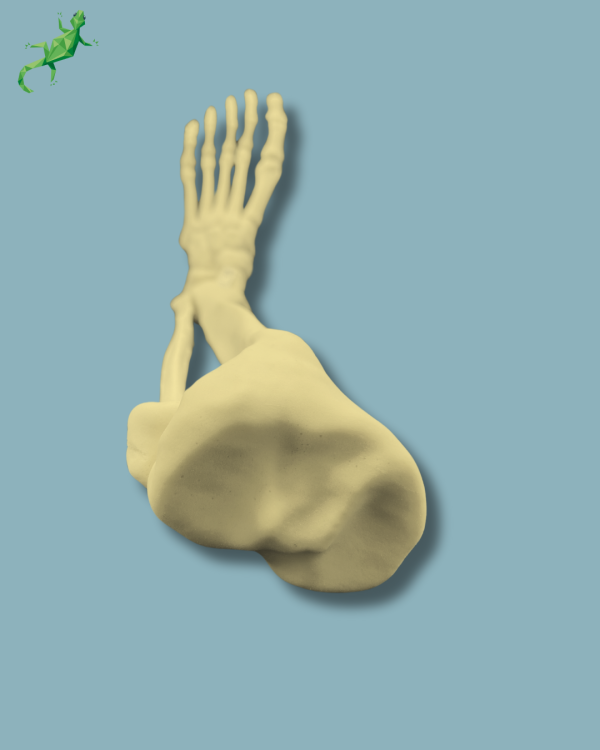 Foot and tibia + fibula, Medium, left, Addi-CAN - Ref 02-24-02 - Image 5