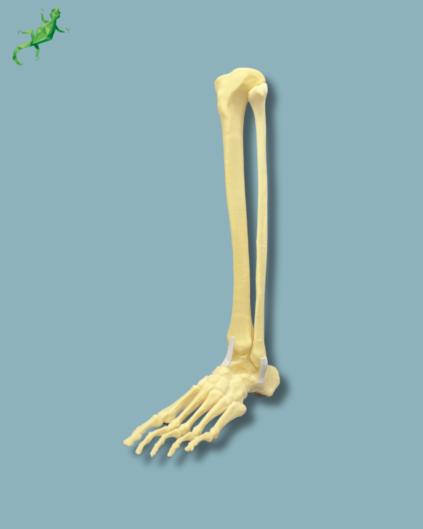 Foot and tibia + fibula, Medium, left, Addi-CAN - Ref 02-24-02 - Image 4