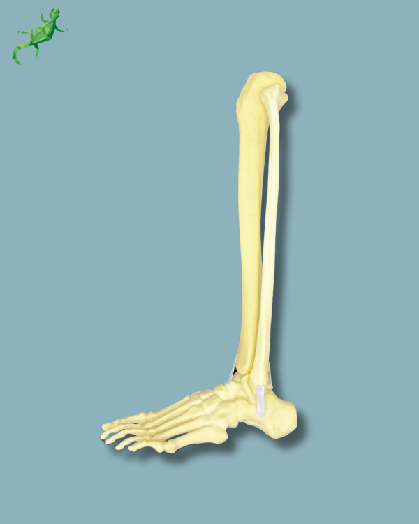 Foot and tibia + fibula, Medium, left, Addi-CAN - Ref 02-24-02