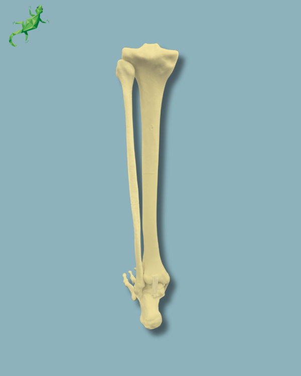 Foot and tibia + fibula, Medium, left, Addi-CAN - Ref 02-24-02 - Image 8