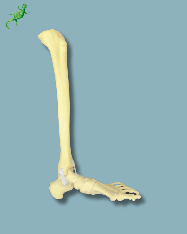 Foot and tibia + fibula, Medium, left, Addi-CAN - Ref 02-24-02 - Image 3