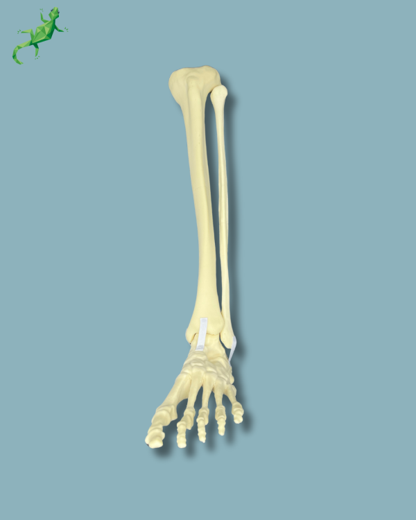 Foot and tibia + fibula, Medium, left, Addi-CAN - Ref 02-24-02 - Image 2