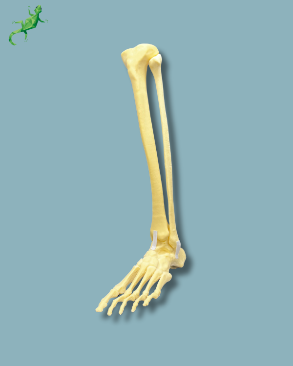 Foot and tibia + fibula, Medium, left, Addi-CAN - Ref 02-24-02 - Image 9