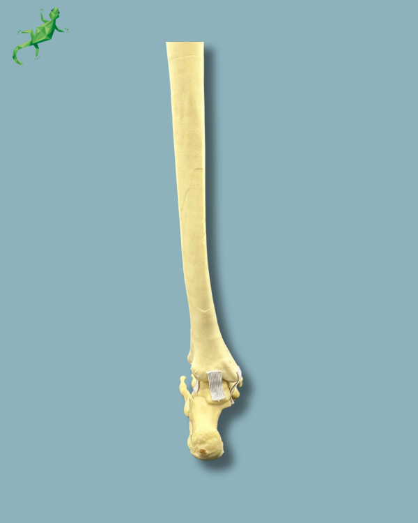 Pied-Cheville et Tibia / Moyen / Gauche / Addi-CORT - Ref 02-18-02 – Image 5