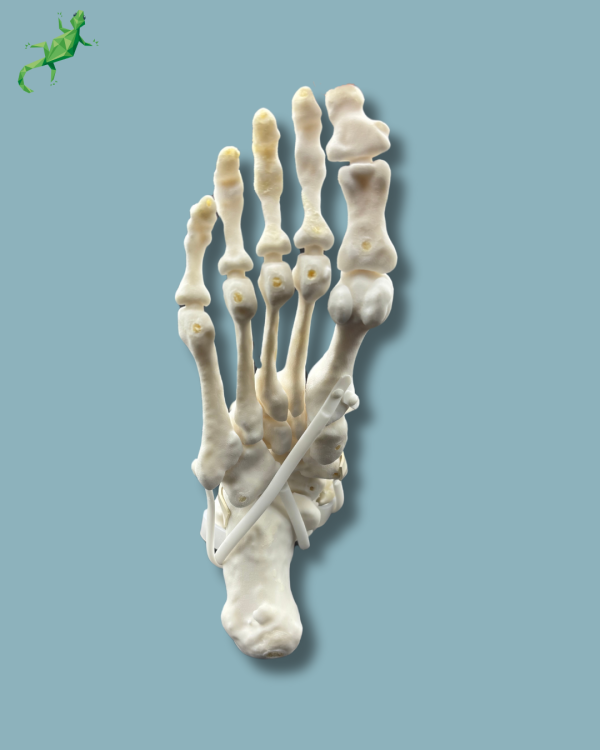 Pied et tibia avec arthrose de la cheville COFAS 1 avec ligaments/tendons/rétinaculum - Ref 02-14-02 – Image 8