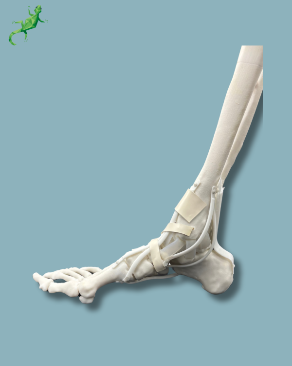 Pied et tibia avec arthrose de la cheville COFAS 1 avec ligaments/tendons/rétinaculum - Ref 02-14-02 – Image 9