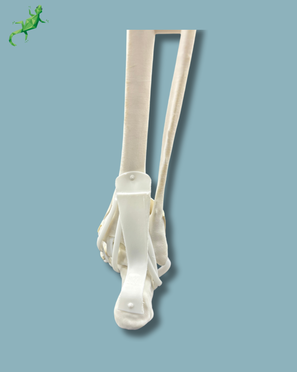 Pied et tibia avec arthrose de la cheville COFAS 1 avec ligaments/tendons/rétinaculum - Ref 02-14-02 – Image 7
