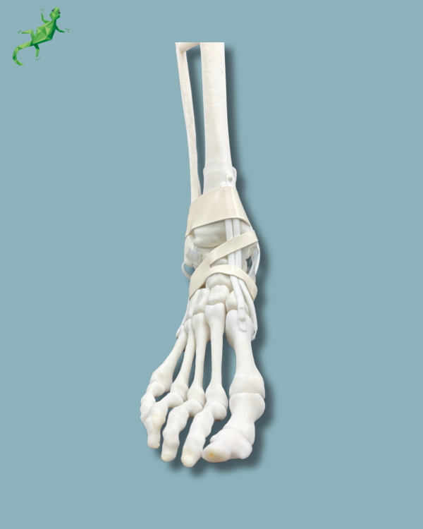 Pied et tibia avec arthrose de la cheville COFAS 1 avec ligaments/tendons/rétinaculum - Ref 02-14-02 – Image 6
