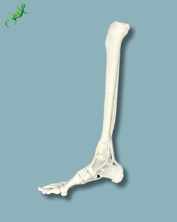 Pied et tibia avec arthrose de la cheville COFAS 1 avec ligaments/tendons/rétinaculum - Ref 02-14-02 – Image 3