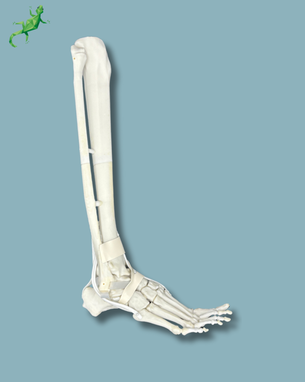 Foot and tibia with a COFAS 2 ankle arthritis with ligaments/tendons/retinaculum - Ref 02-13-02 - Image 6