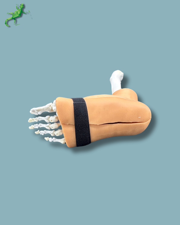 Pied et tibia avec arthrose de la cheville COFAS 2 avec ligaments/tendons/rétinaculum et peau - Ref 02-02-02 – Image 7