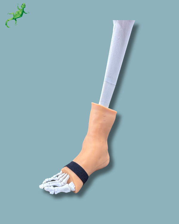 Foot and Tibia with a COFAS 2 Ankle arthritis with ligaments/tendons/retinaculum and skin - Ref 02-02-02 - Image 4