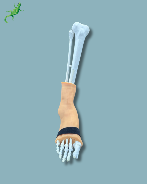 Foot and Tibia with a COFAS 2 Ankle arthritis with ligaments/tendons/retinaculum and skin - Ref 02-02-02