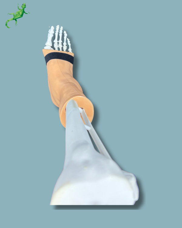 Foot and Tibia with a COFAS 2 Ankle arthritis with ligaments/tendons/retinaculum and skin - Ref 02-02-02 - Image 7