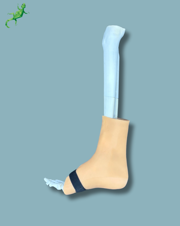 Foot and Tibia with a COFAS 2 Ankle arthritis with ligaments/tendons/retinaculum and skin - Ref 02-02-02 - Image 3