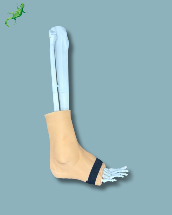 Foot and Tibia with a COFAS 2 Ankle arthritis with ligaments/tendons/retinaculum and skin - Ref 02-02-02 - Image 5