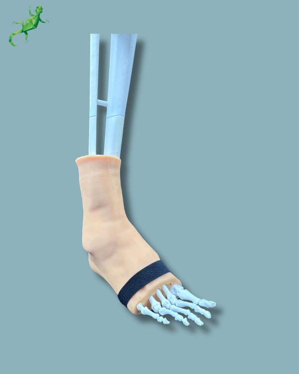 Foot and Tibia with a COFAS 2 Ankle arthritis with ligaments/tendons/retinaculum and skin - Ref 02-02-02 - Image 2