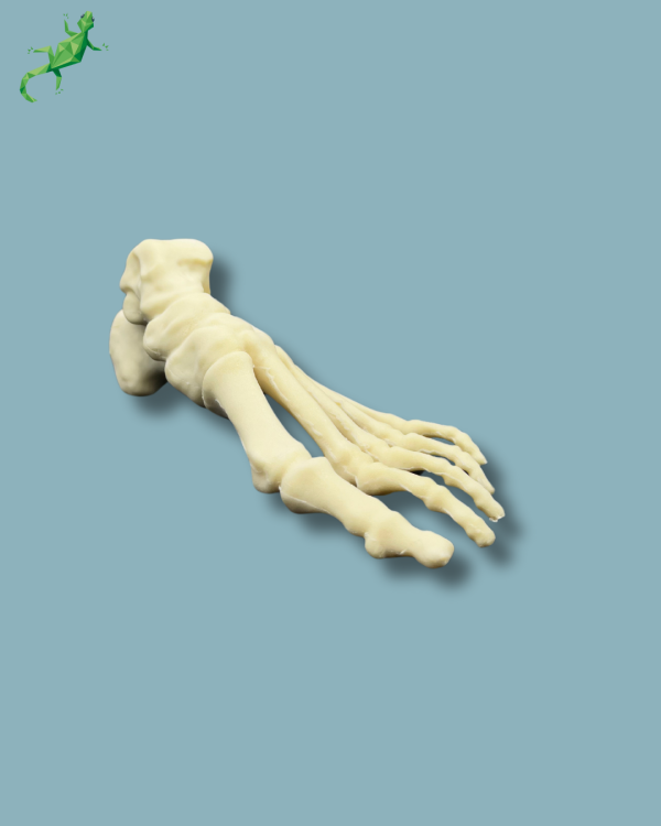 Foot / Left / Addi CAN - Ref 01-04-02