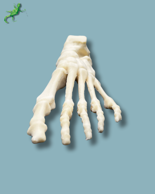 Foot / Left / Addi CAN - Ref 01-04-02 - Image 4