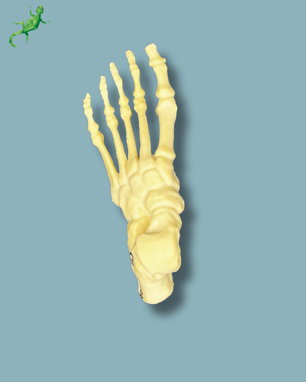 Foot / Left / Addi CAN - Ref 01-04-02 - Image 3
