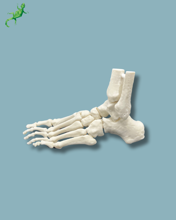 Foot / Left / Addi CORT+ - Ref 02-33-01 - Image 6