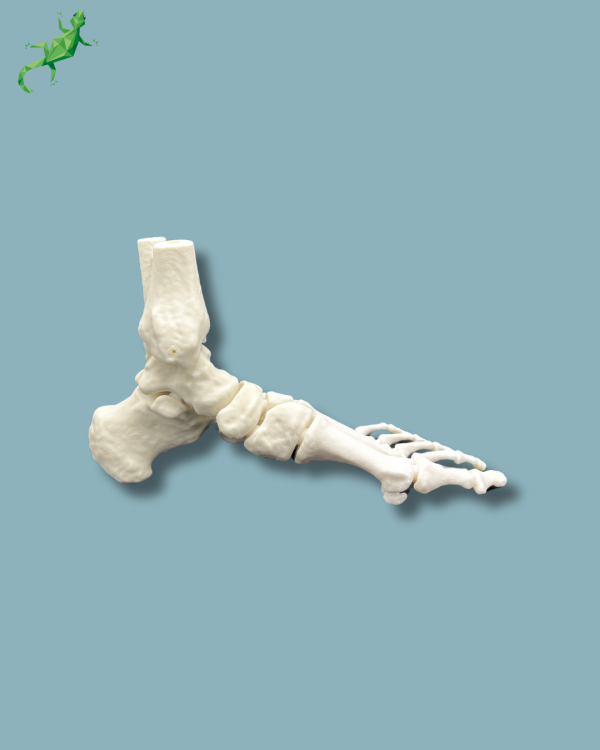 Foot / Left / Addi CORT+ - Ref 02-33-01 - Image 4