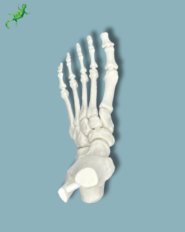 Foot / Left / Addi CORT+ - Ref 02-33-01 - Image 3