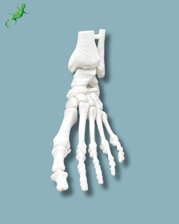 Foot / Left / Addi CORT+ - Ref 02-33-01 - Image 2