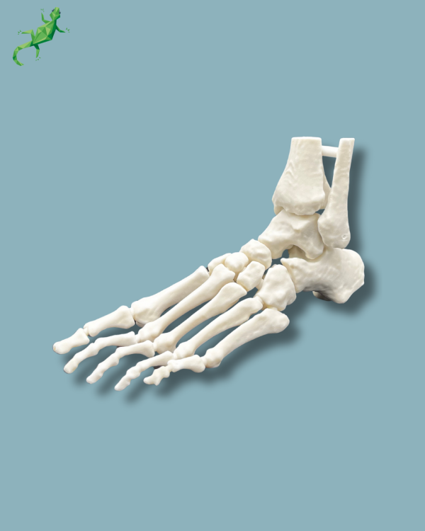 Foot / Left / Addi CORT+ - Ref 02-33-01