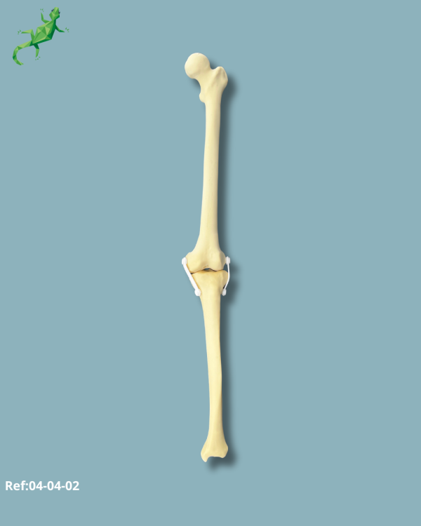 Knee / Medium / Left / Addi-CORT with intramedullar canal - Ref 04-04-01