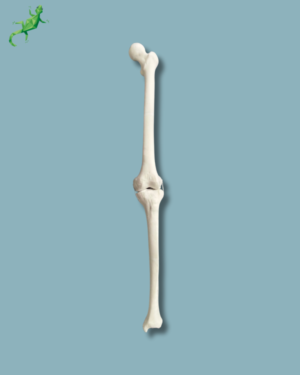 Knee / Medium / Left / Addi-CORT+ - Ref 04-02-02
