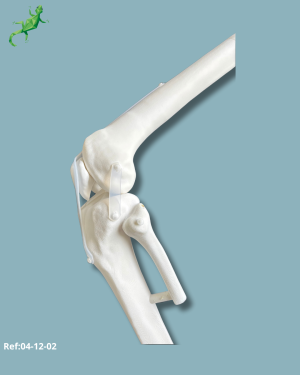 Knee / Medium / Left / Addi-CORT+ Addi-SOFT - Ref 04-12-02 - Image 10