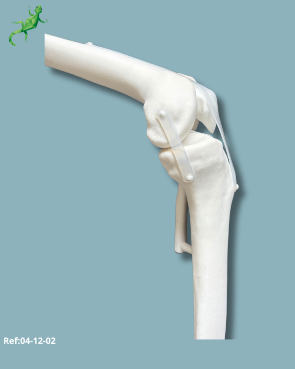 Knee / Medium / Left / Addi-CORT+ Addi-SOFT - Ref 04-12-02 - Image 9