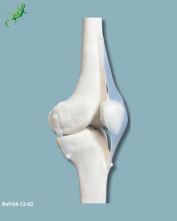 Knee / Medium / Left / Addi-CORT+ Addi-SOFT - Ref 04-12-02 - Image 7