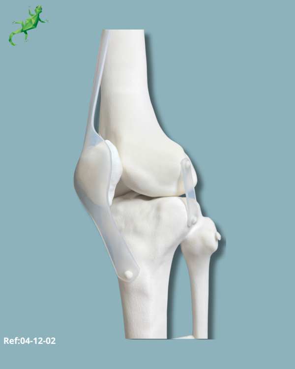 Knee / Medium / Left / Addi-CORT+ Addi-SOFT - Ref 04-12-02 - Image 6
