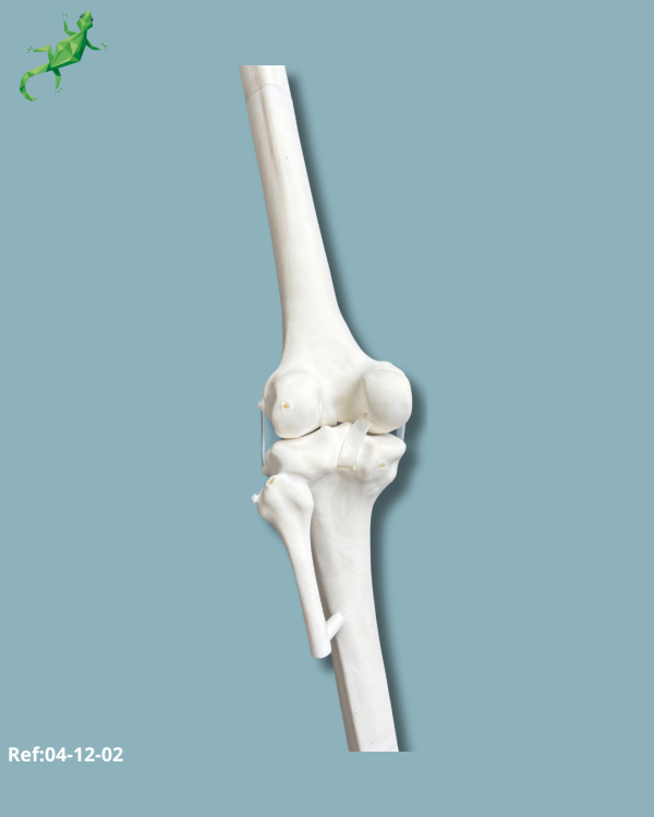Knee / Medium / Left / Addi-CORT+ Addi-SOFT - Ref 04-12-02 - Image 5