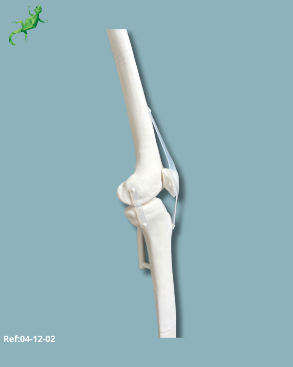 Knee / Medium / Left / Addi-CORT+ Addi-SOFT - Ref 04-12-02 - Image 4