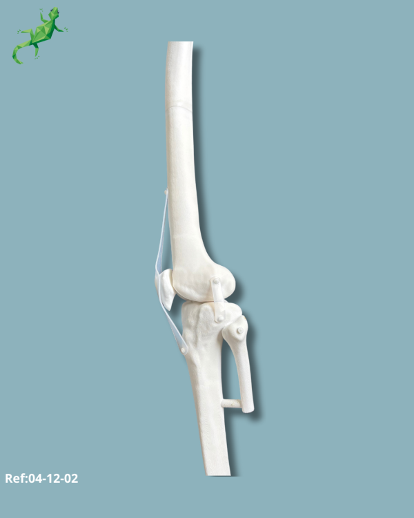 Knee / Medium / Left / Addi-CORT+ Addi-SOFT - Ref 04-12-02 - Image 3