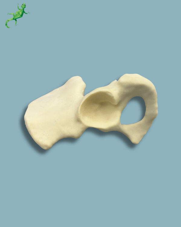 Hemi Pelvis / Left / Addi-CAN - Ref 07-01-02 - Image 2
