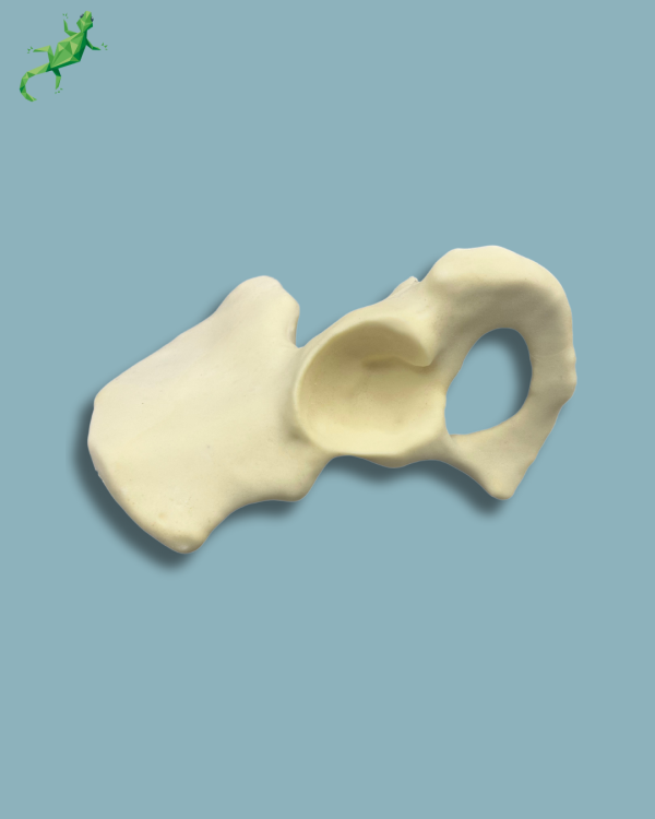 Hemi Pelvis / Left / Addi-CAN - Ref 07-01-02 - Image 6