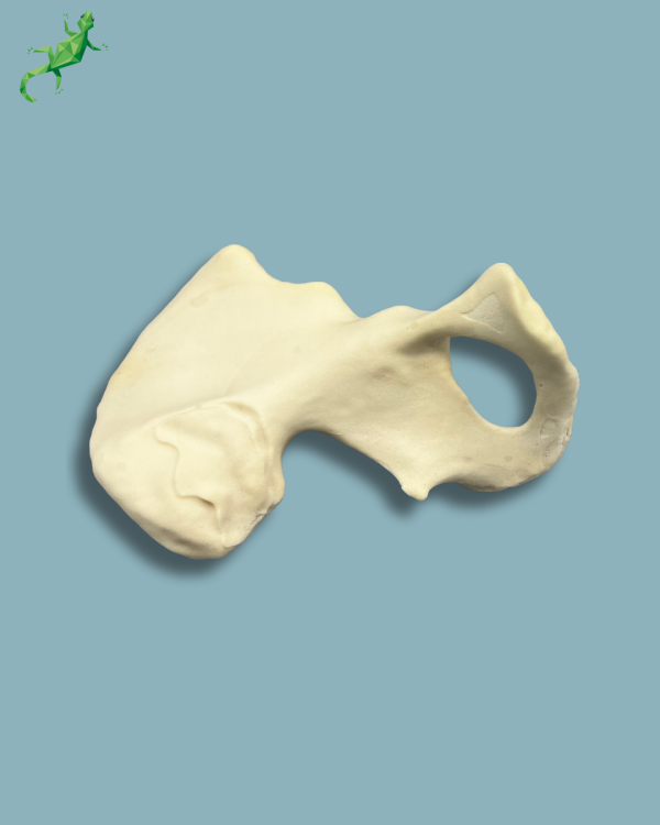 Hemi Pelvis / Left / Addi-CAN - Ref 07-01-02 - Image 3