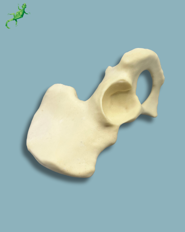 Hemi Pelvis / Left / Addi-CAN - Ref 07-01-02 - Image 7