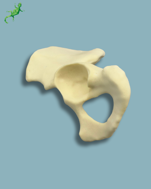 Hemi Pelvis / Left / Addi-CAN - Ref 07-01-02 - Image 4