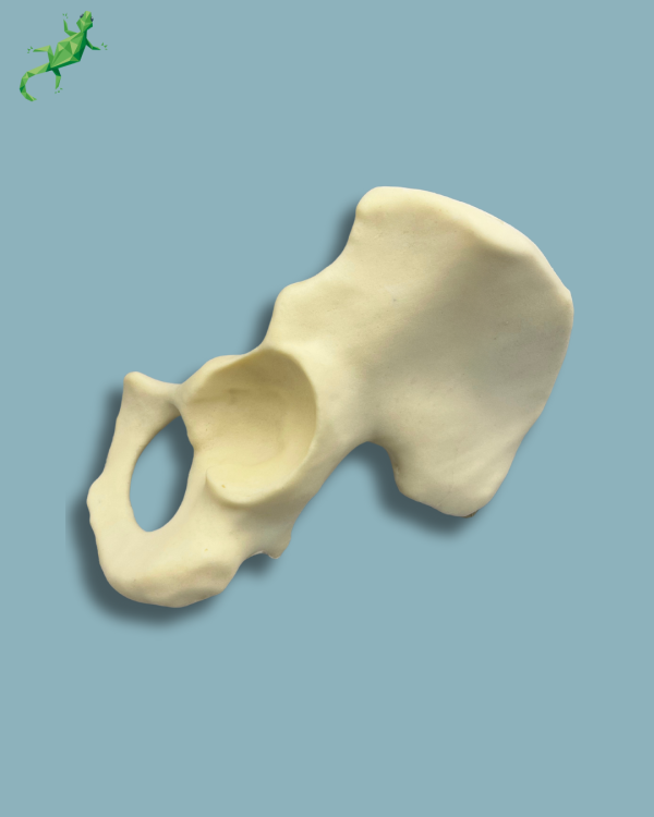 Hemi Pelvis / Left / Addi-CAN - Ref 07-01-02