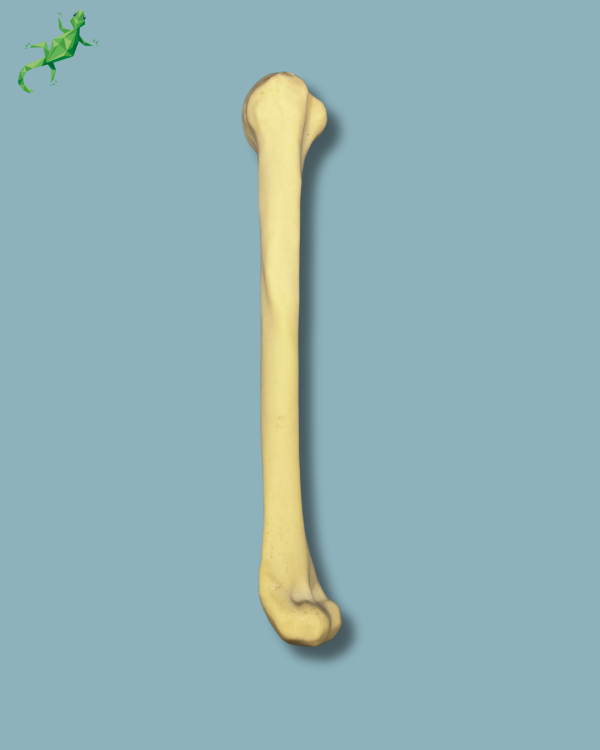 Humerus / Addi-CAN - Ref 15-03-02 - Image 2