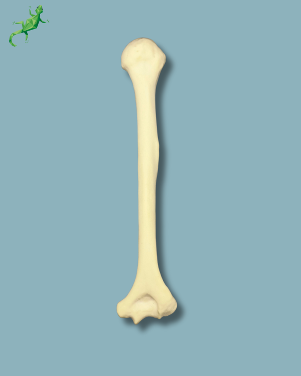 Humerus / Addi-CAN - Ref 15-03-02 - Image 3