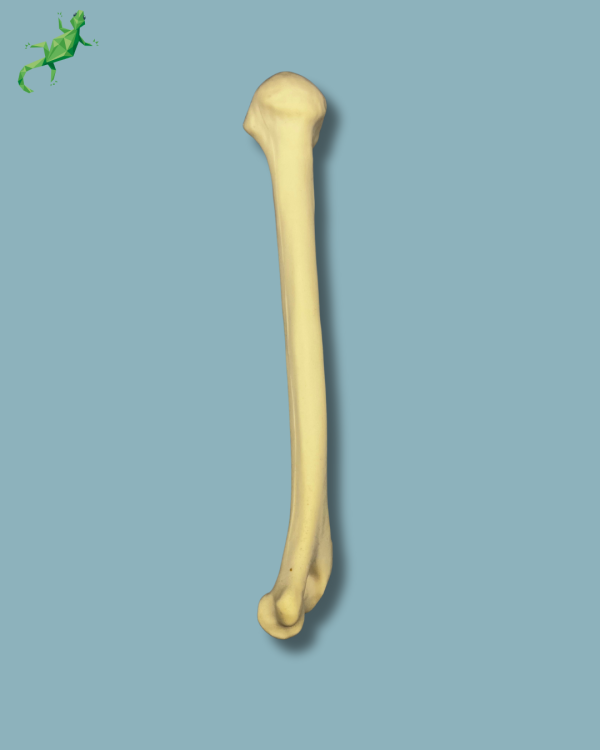 Humerus / Addi-CAN - Ref 15-03-02 - Image 4