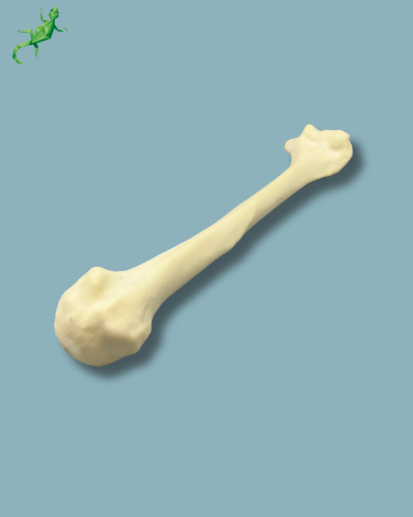 Humerus / Addi-CAN - Ref 15-03-02 - Image 7